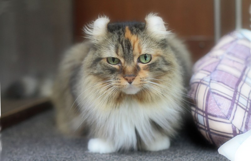 Американский кёрл котенок