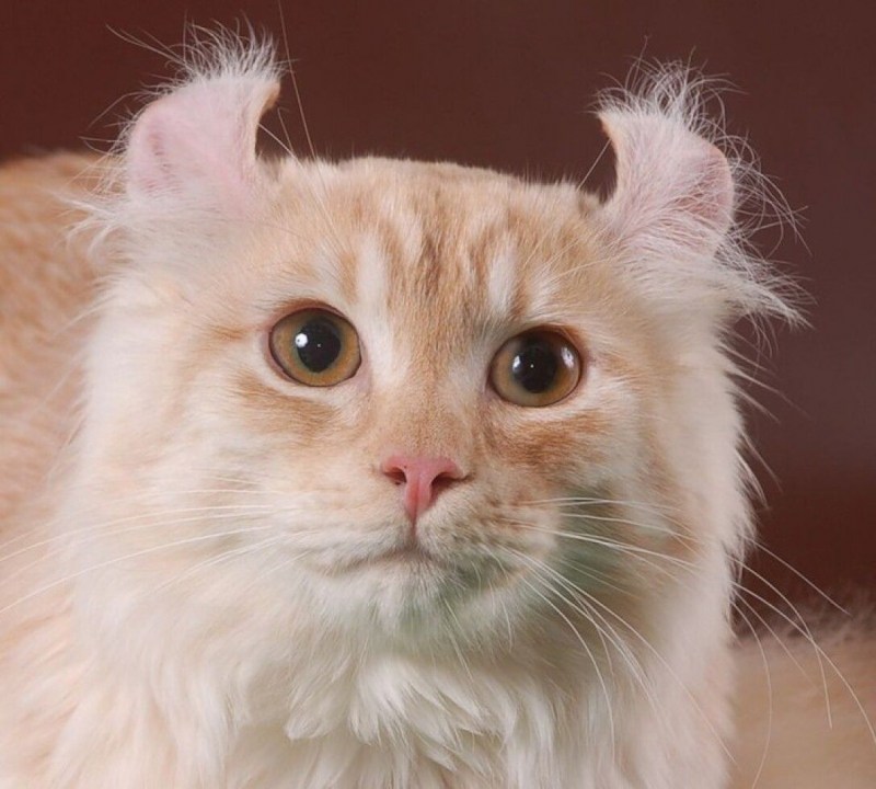 Кот американский керл