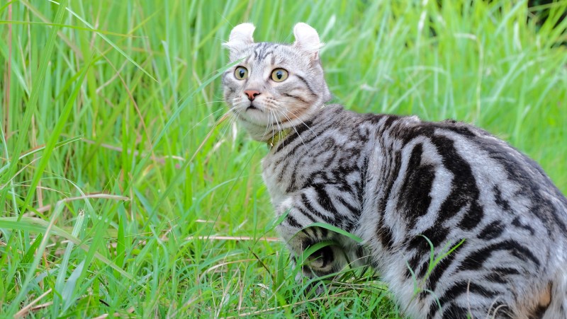 Кошка американский керл котята