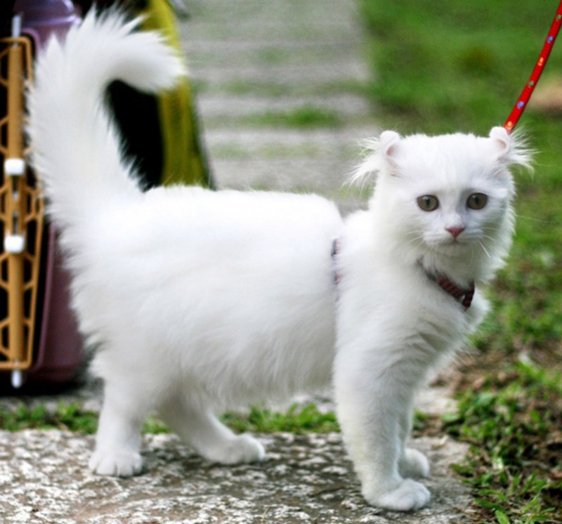 German Curl Cat