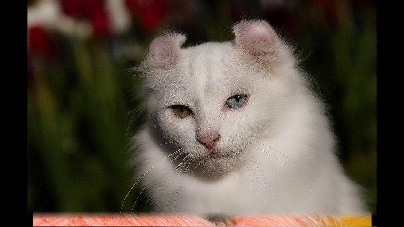 Американский керл котята