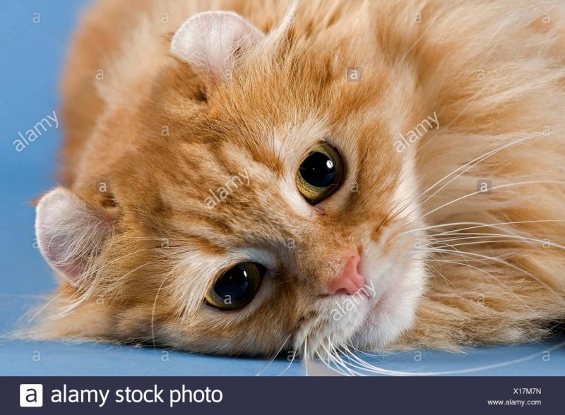 Коты с вывернутыми ушами