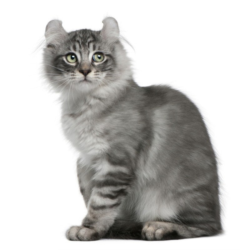 Американский кёрл короткошёрстный котенок