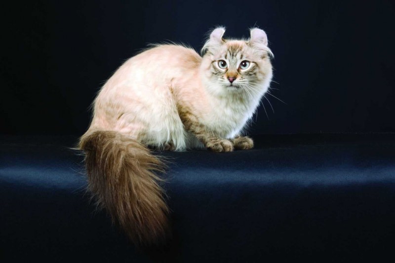 Кошка американский керл