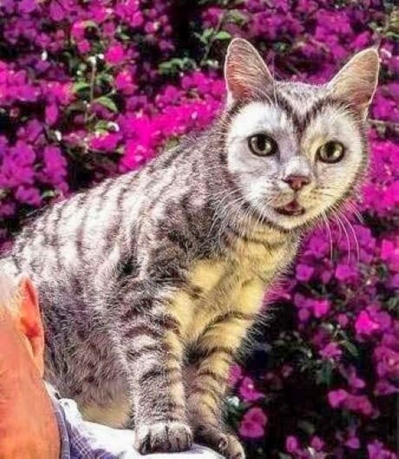 Необычные расцветки кошек