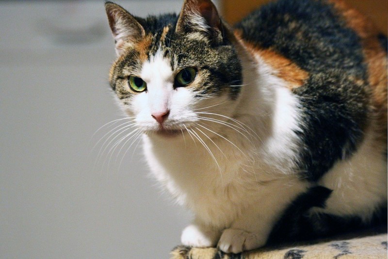 Окраски кошек