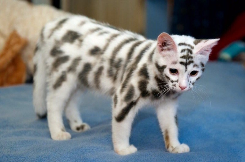 Необычные расцветки кошек