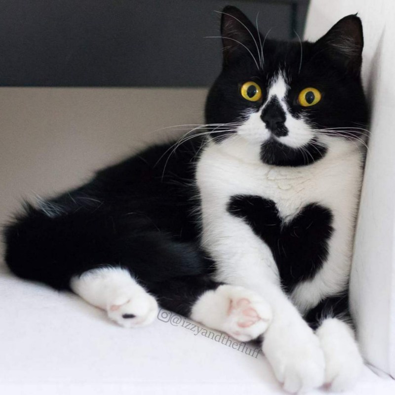Необычные коты