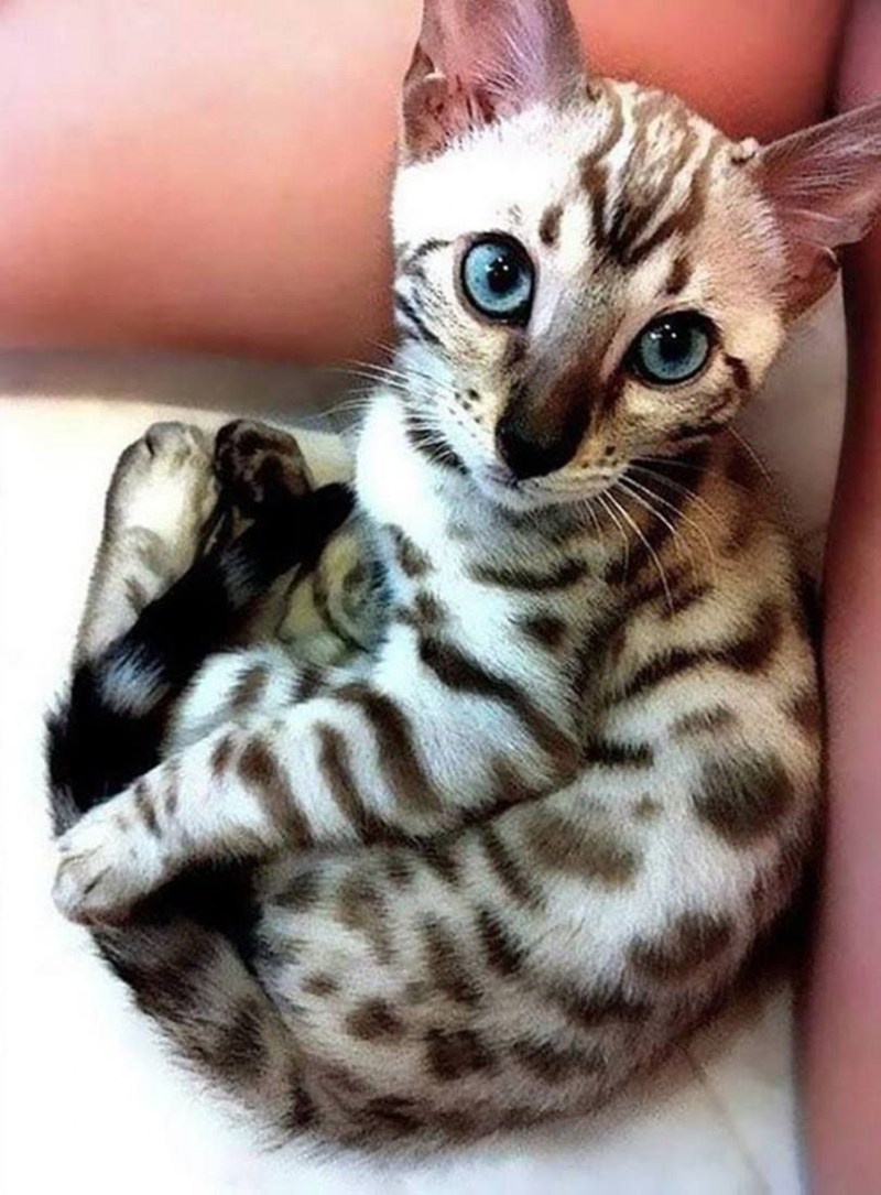 Бенгальская кошка