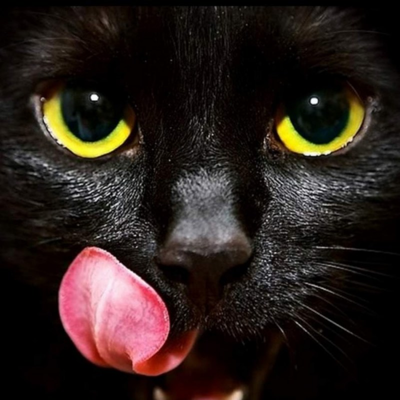 Черный котик с высунутым языком