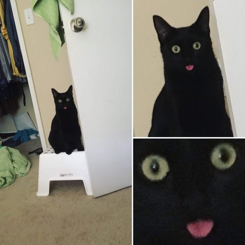 Смешные мордочки кошек