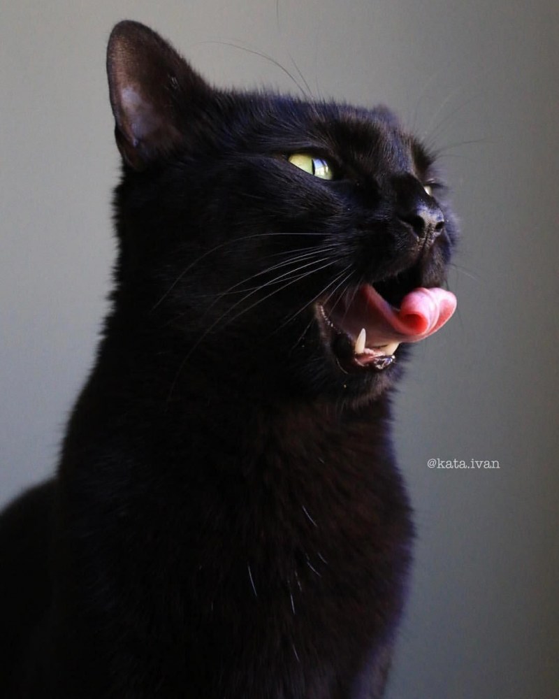 Котик с высунутым языком