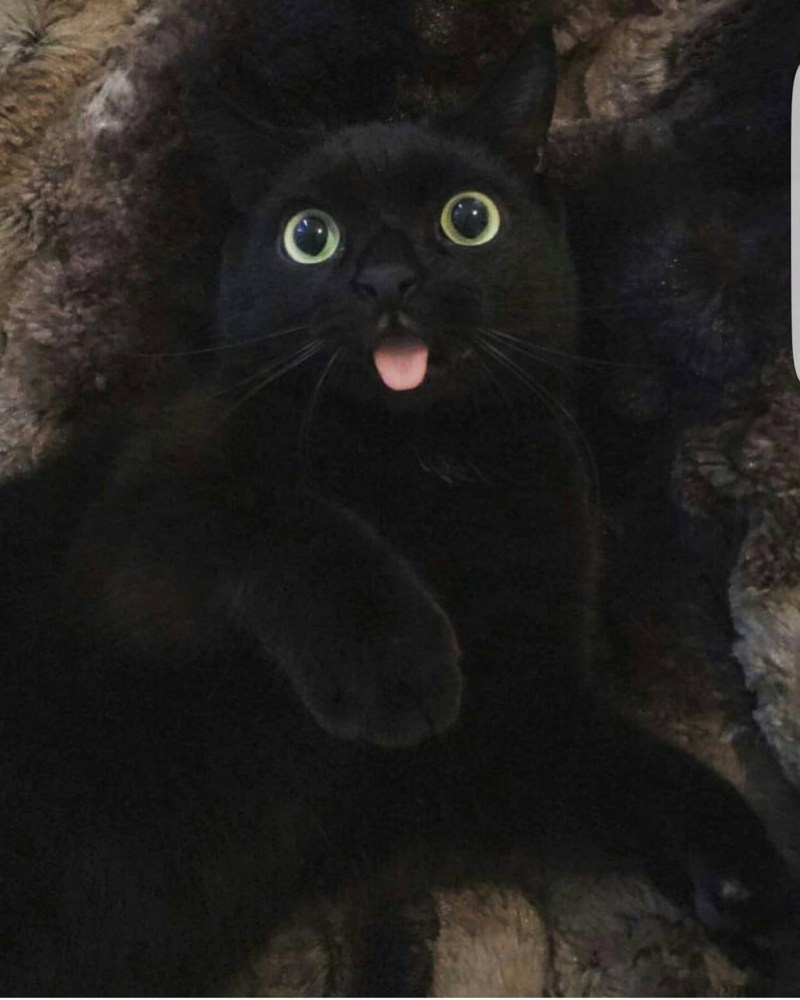 Черный котик под одеялом