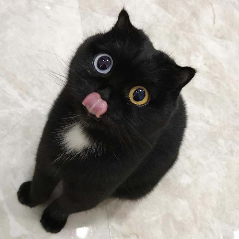 Кошка с высунутым языком