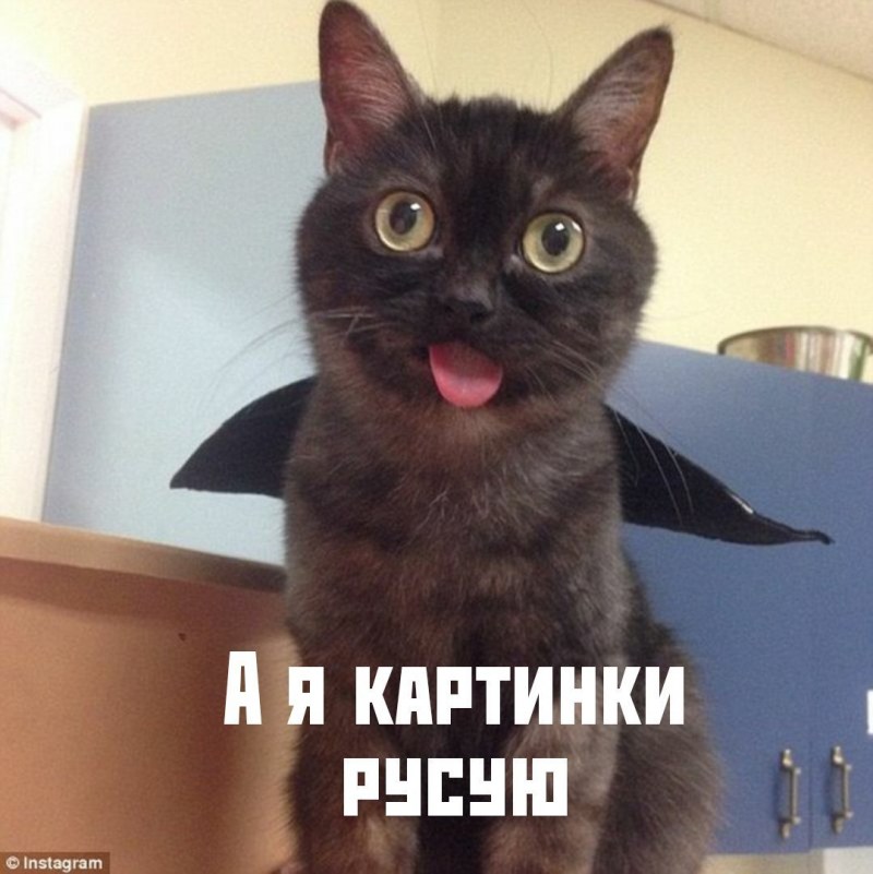 Черный кот с высунутым языком Мем