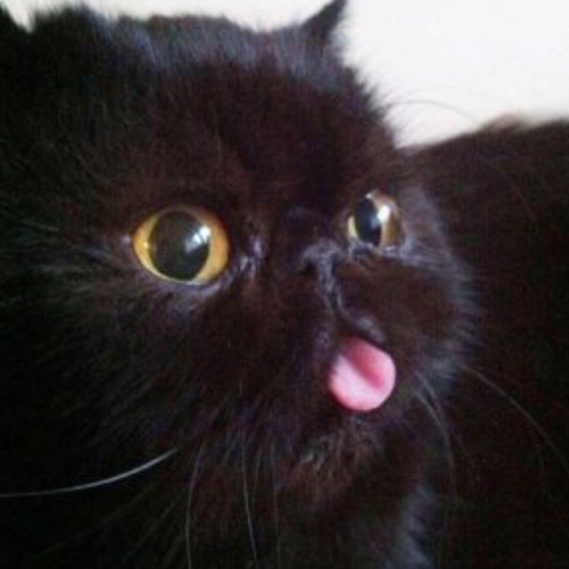 Черный котик с высунутым языком