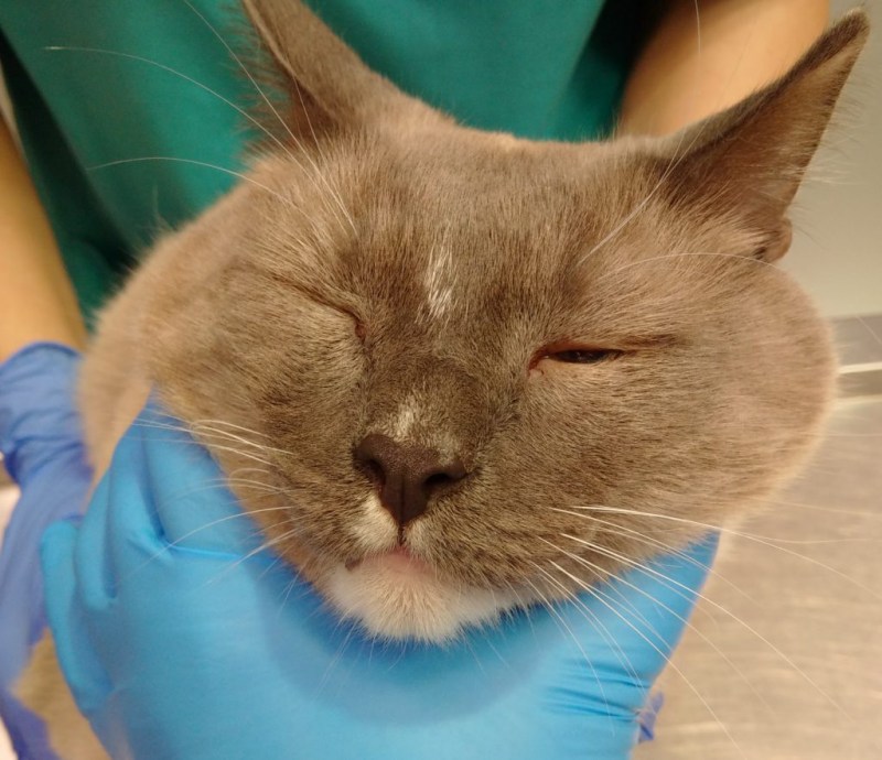Инфекционный перитонит кошек (Feline Infectious peritonitis