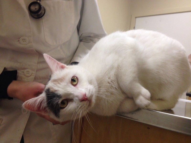 Feline Leukemia