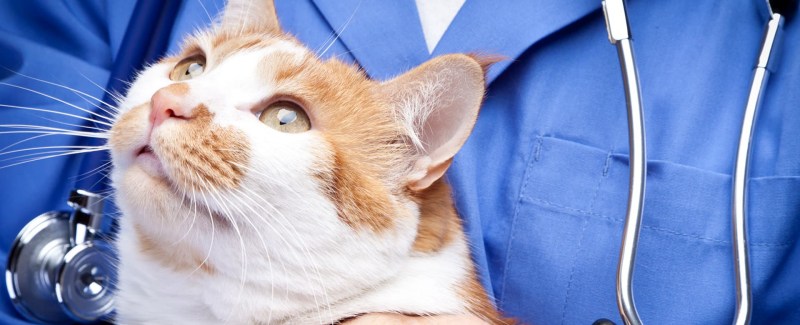 Feline Leukemia virus