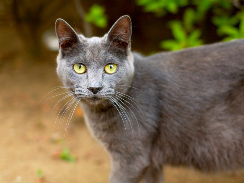 Кошка серая
