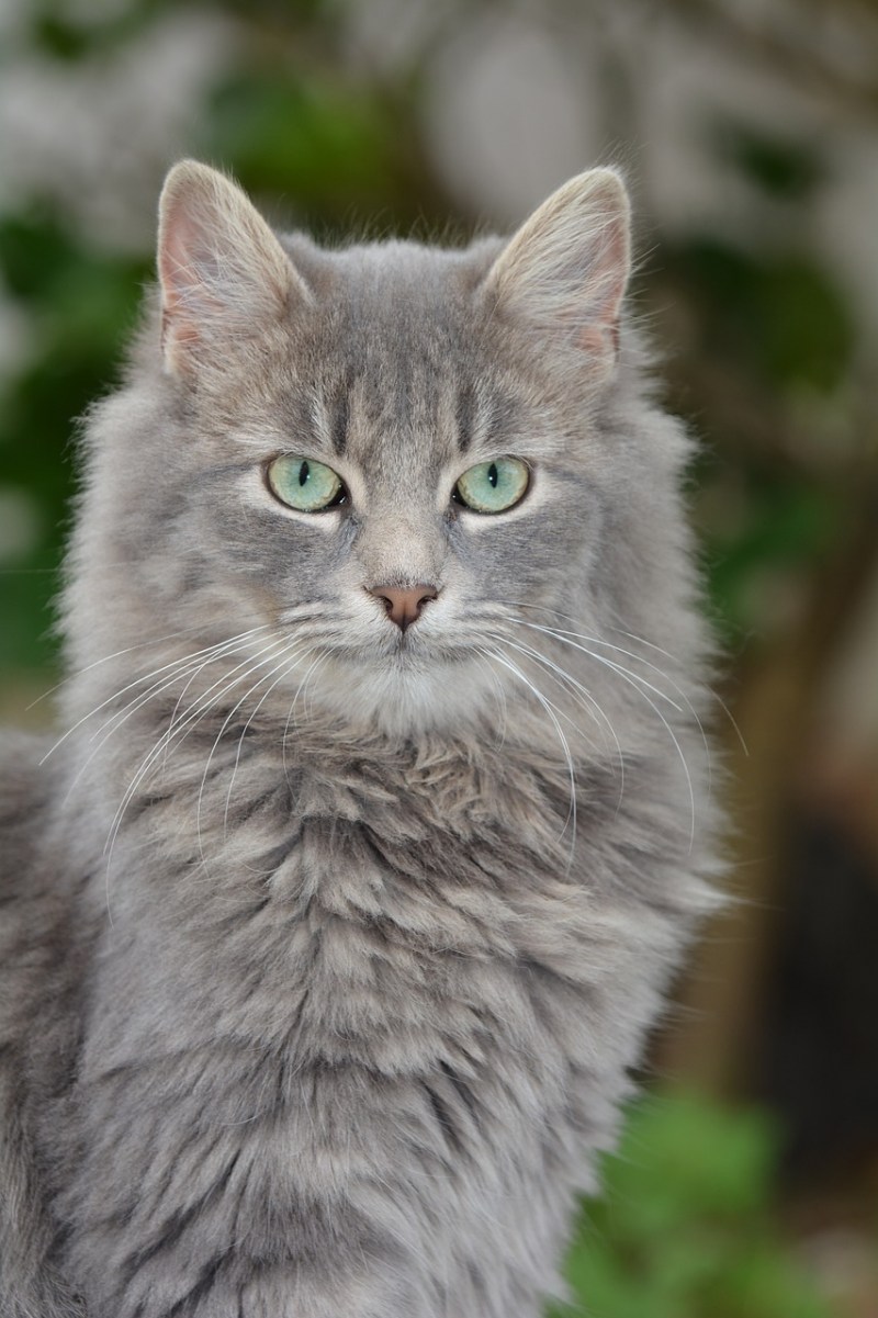 Красивая серая кошка