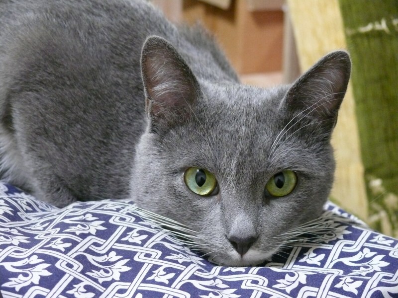 Кот серо бежевый