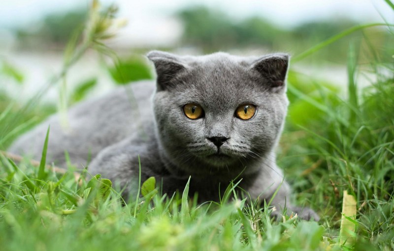 Британский кот