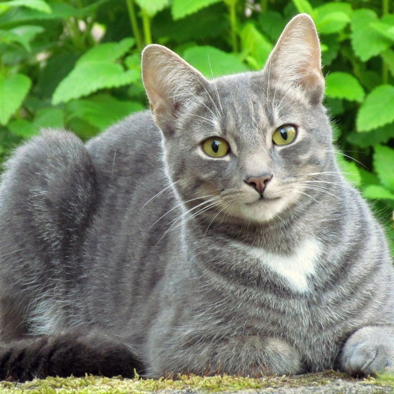 Шартрез кот полосатый