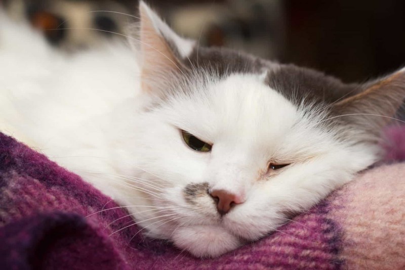 Котенок приболел