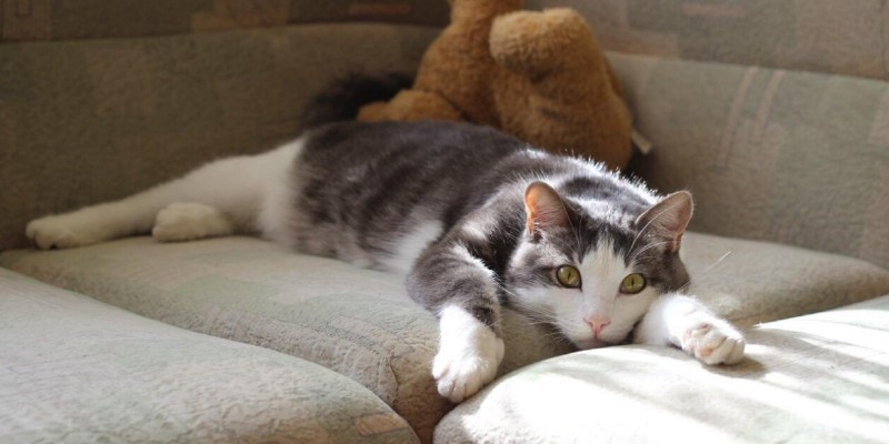 Больной котик