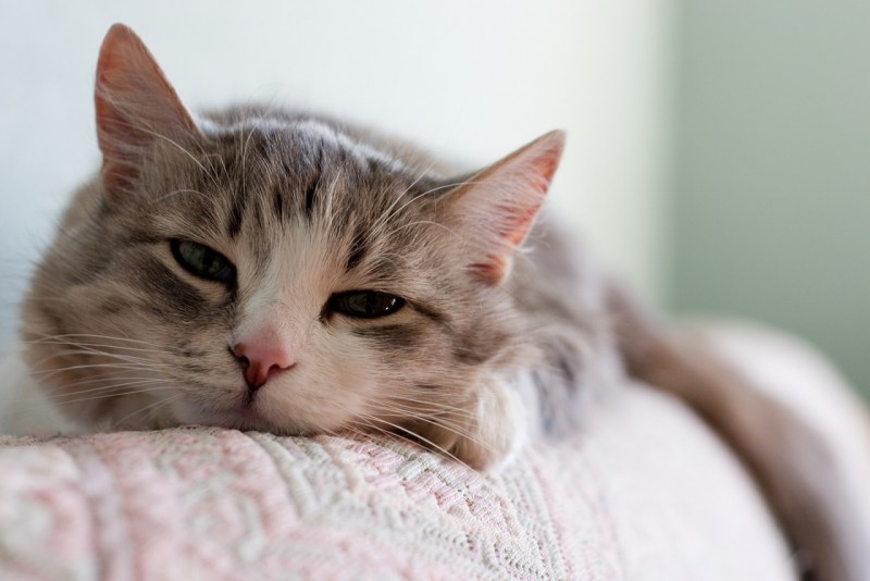Котенок приболел