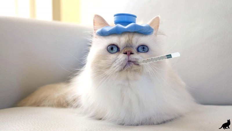 Кошка болеет