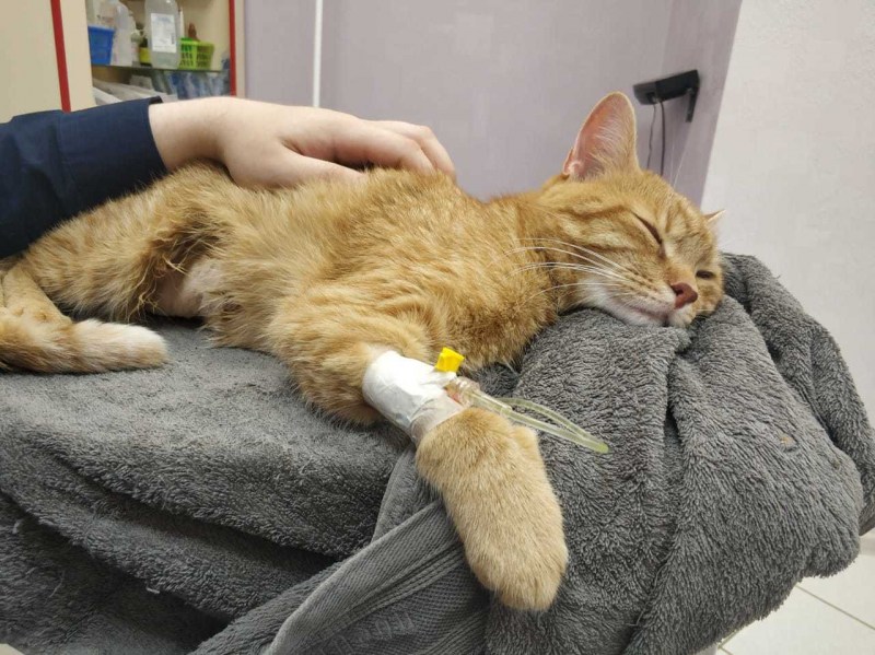 Рыжий кот болеет