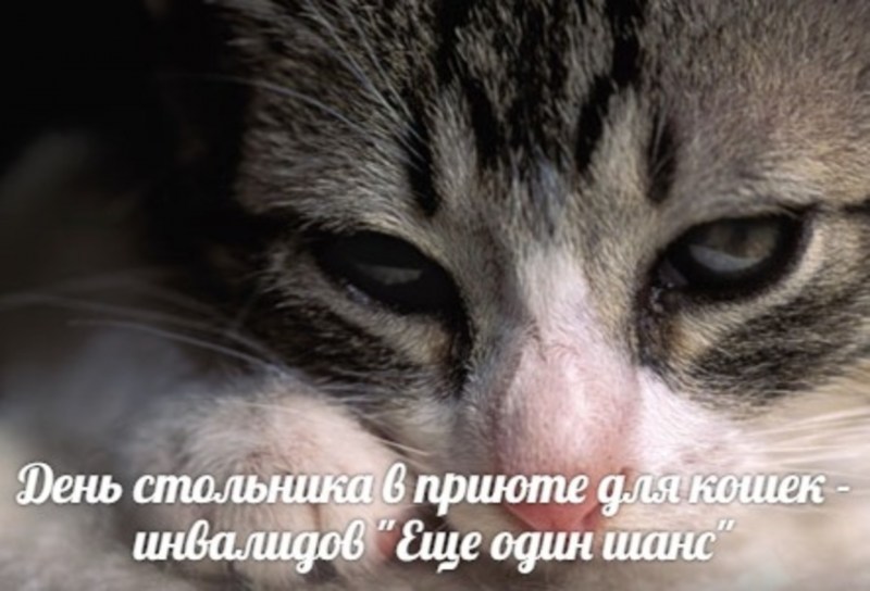 Котенок болеет