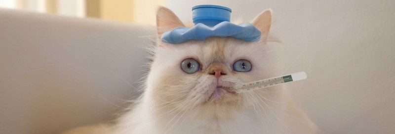 Котик с градусником