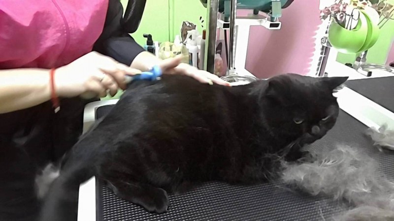 Экспресс вычесывание кошек