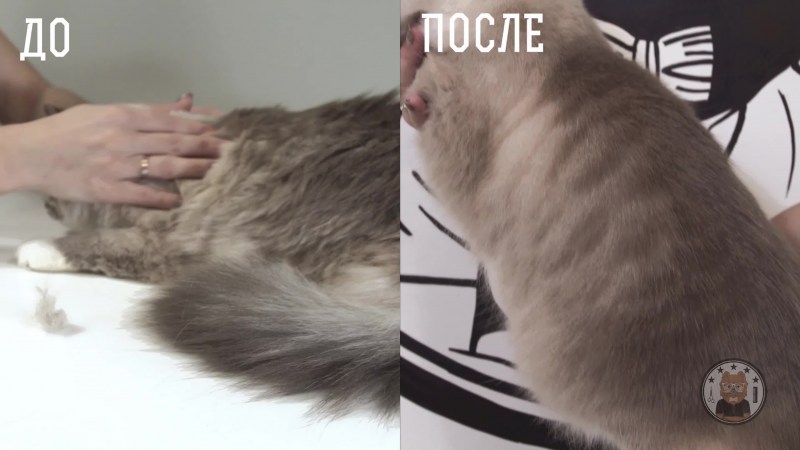Стрижка кота ножницами