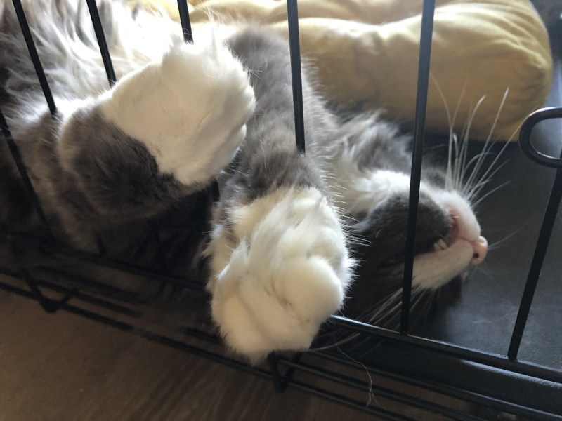 Экспресс линька для кошек Белгород