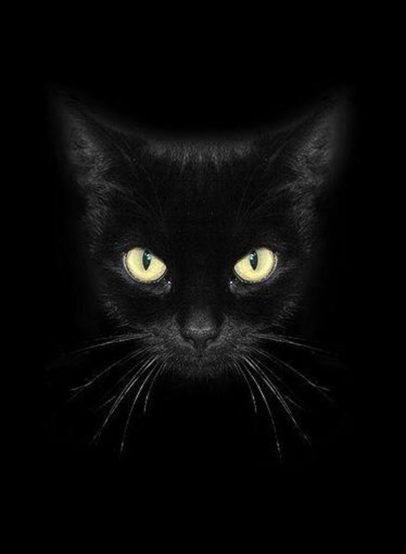 Чёрный кот полночь