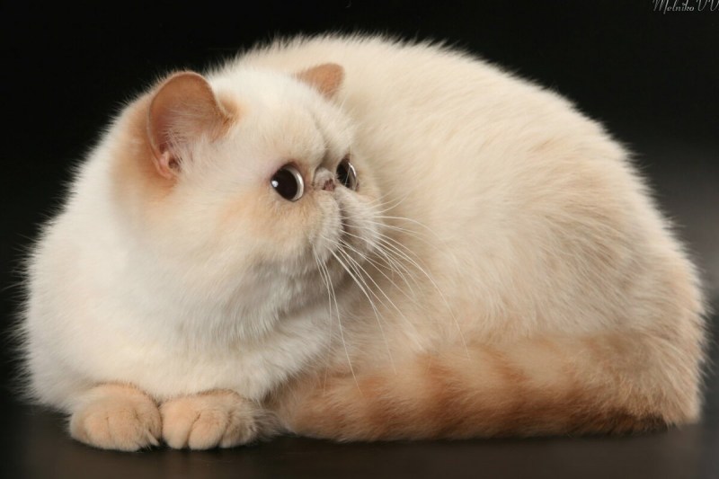 Экзот кошка