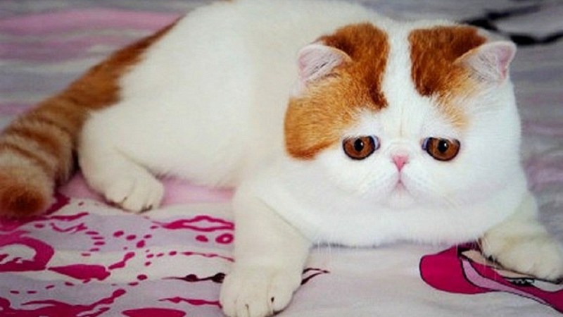 Экзотическая короткошерстная (exotic Shorthair) кошка.