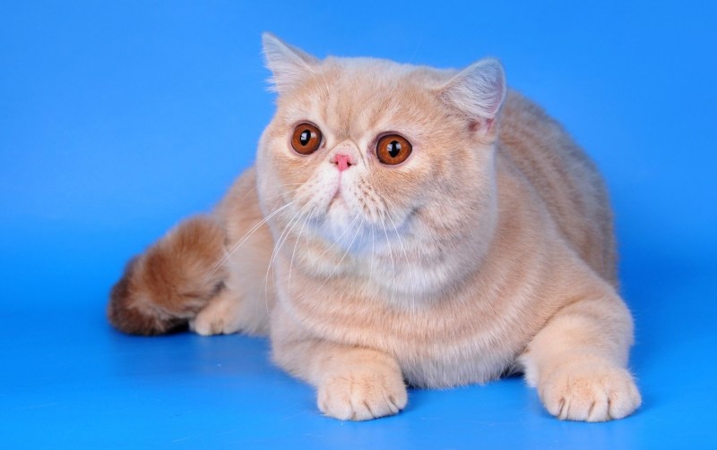 Кошка с приплюснутым носом