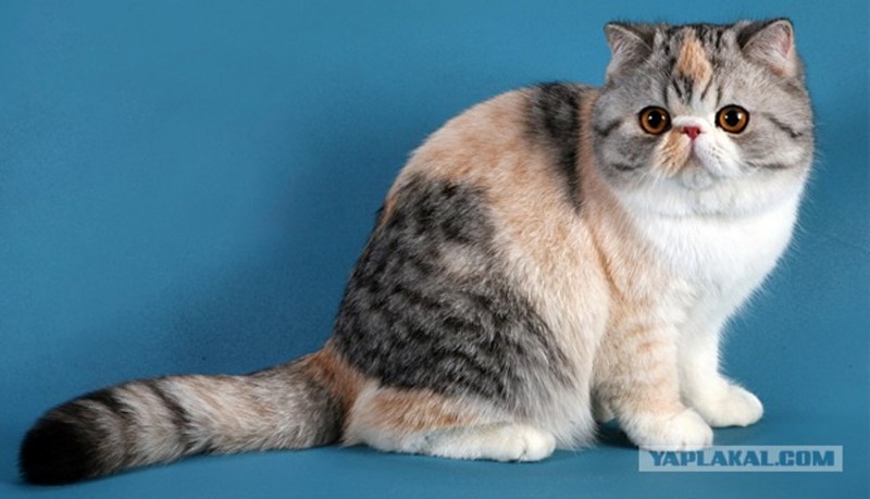 Кошки породы Снупи