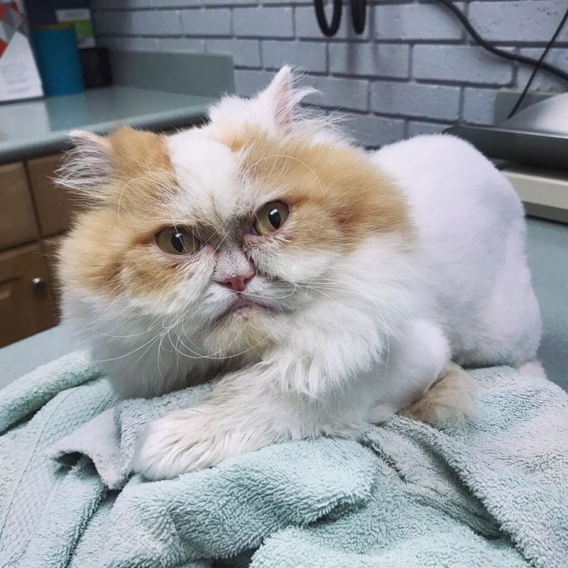 Экзотическая короткошерстная кошка