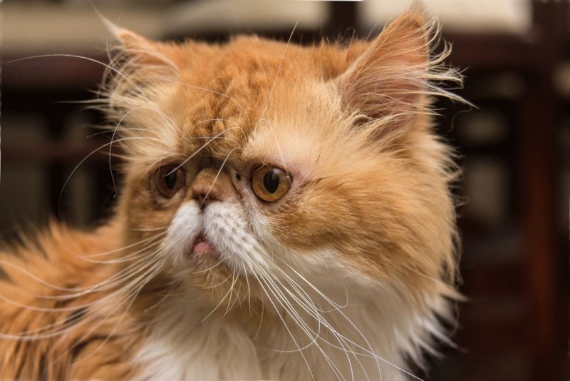Коты экзоты