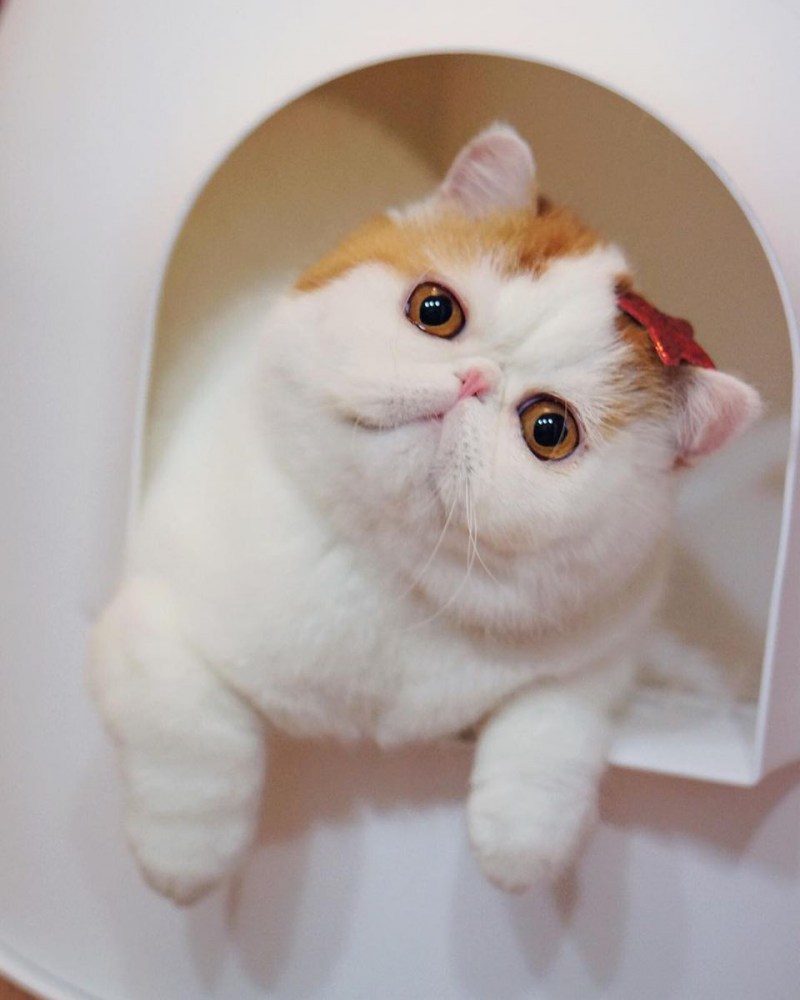 Буона кошка