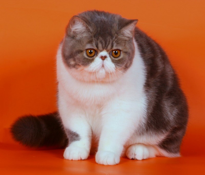Экзот кошка