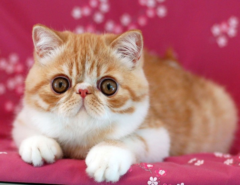 Экзот кошка