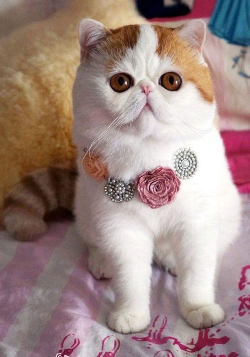 Кошки экзоты короткошерстные