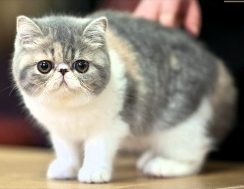 Экзот кошка